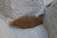 Watsonalla binaria