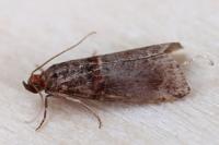Acrobasis advenella