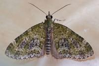 Acasis viretata