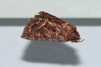 Thalpophila matura