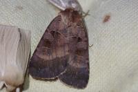 Xestia stigmatica