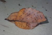 Gastropacha populifolia
