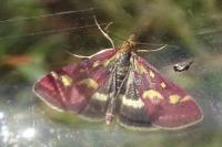 Pyrausta purpuralis