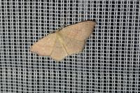 Cyclophora