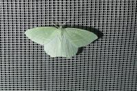 Hemistola chrysoprasaria