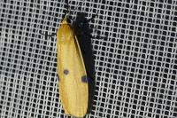 Lithosia quadra