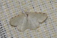 Stegania trimaculata