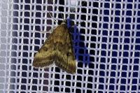 Pyrausta despicata
