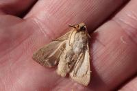 Mythimna vitellina