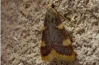 Hypsopygia costalis