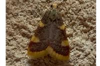 Hypsopygia costalis