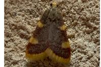 Hypsopygia costalis