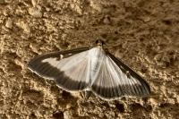 Cydalima perspectalis