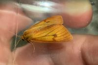 Diacrisia sannio