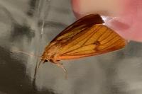 Diacrisia sannio