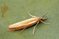 Agriphila tristella