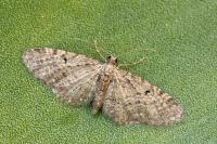 Eupithecia virgaureata