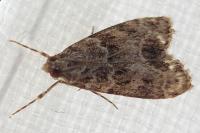 Eudonia mercurella