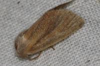 Denticucullus pygmina