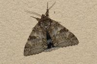 Catocala fraxini
