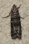 Dioryctria abietella