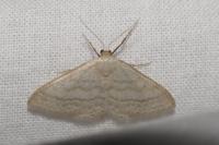 Idaea subsericeata