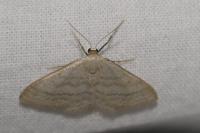 Idaea subsericeata