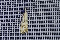 Catoptria falsella