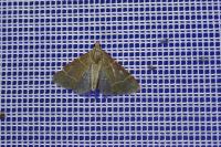 Hypsopygia glaucinalis