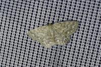 Scopula immorata