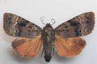 Amphipyra pyramidea