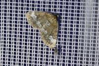 Perizoma alchemillata