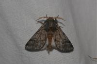 Thaumetopoea pityocampa
