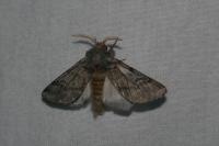 Thaumetopoea pityocampa