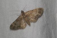 Gymnoscelis rufifasciata