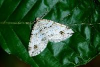 Mesotype didymata