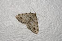 Mesotype didymata