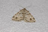 Mesotype didymata