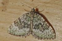 Colostygia olivata