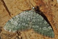 Colostygia aqueata aqueata