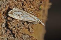 Catoptria falsella
