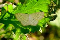 Scopula immutata