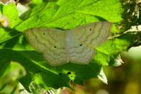 Scopula immutata