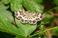 Epirrhoe tristata