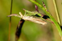 Agriphila tristella