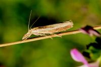 Agriphila tristella
