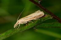 Agriphila tristella