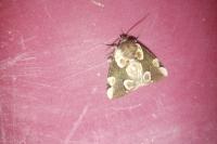 Thyatira batis