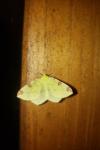 Opisthograptis luteolata