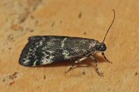 Assara terebrella